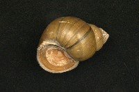 圓田螺藏品圖，第2張